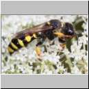 Crabro cribrarius - Grabwespe w09a 14mm - OS-Hasbergen Lehmwiese det.jpg